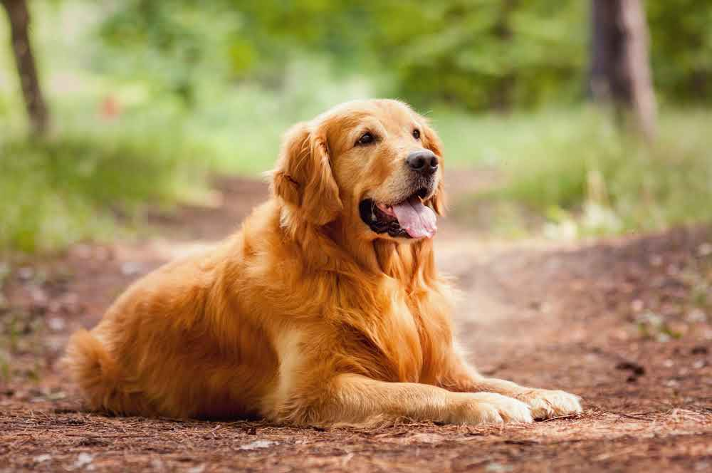 Mejor gps para perros